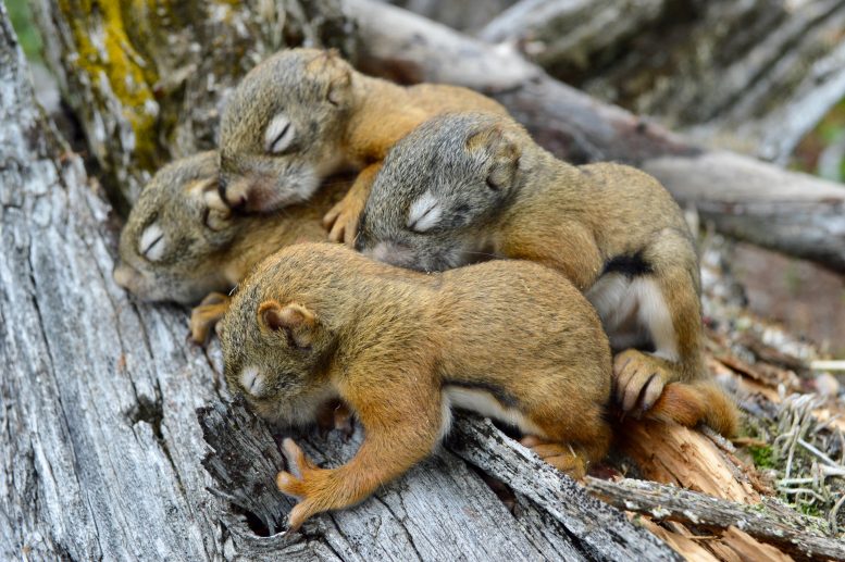North American Red Squirrel Pups