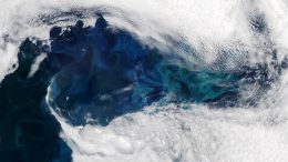 North Atlantic Phytoplankton Bloom June 2024