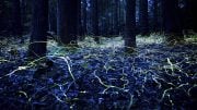 North Carolina Blue Ghost Fireflies