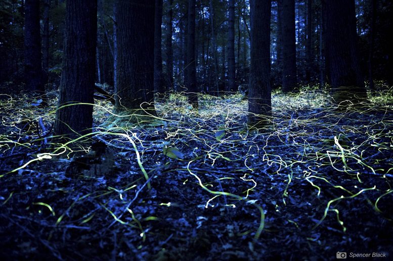 North Carolina Blue Ghost Fireflies