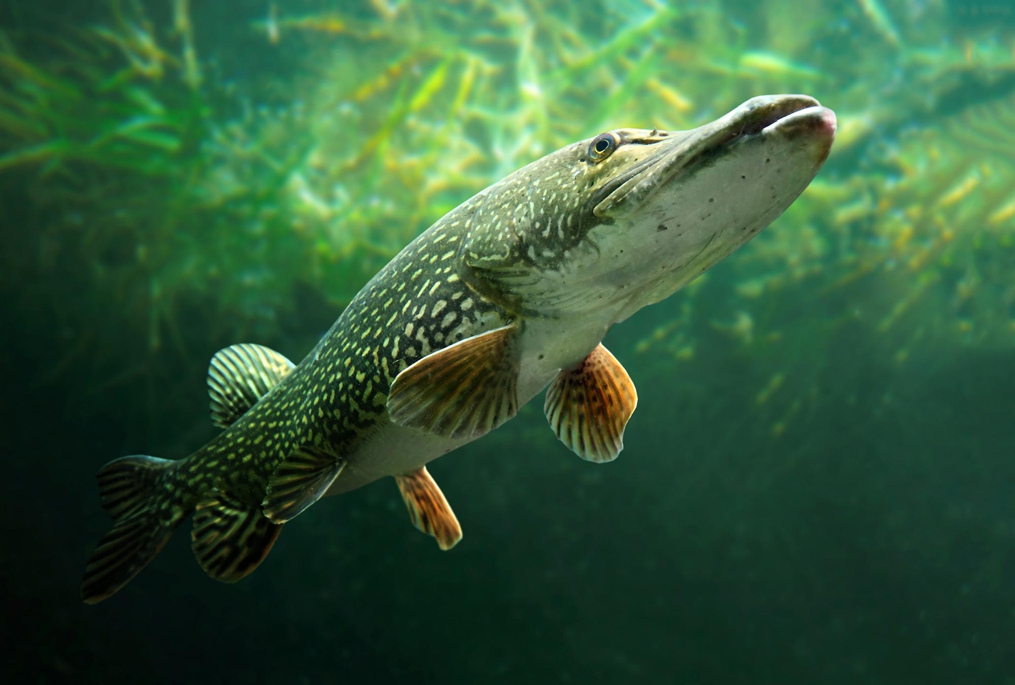 Quarter of world's freshwater fish at risk of extinction, freshwater fishing