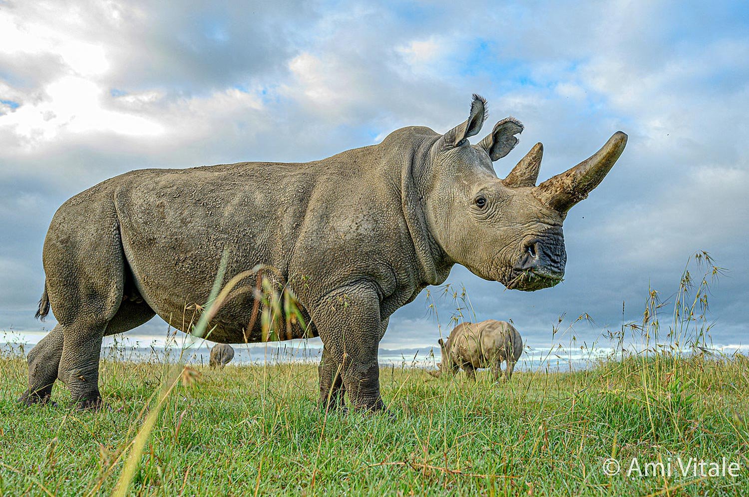 Saving the Northern White Rhino From Extinction
