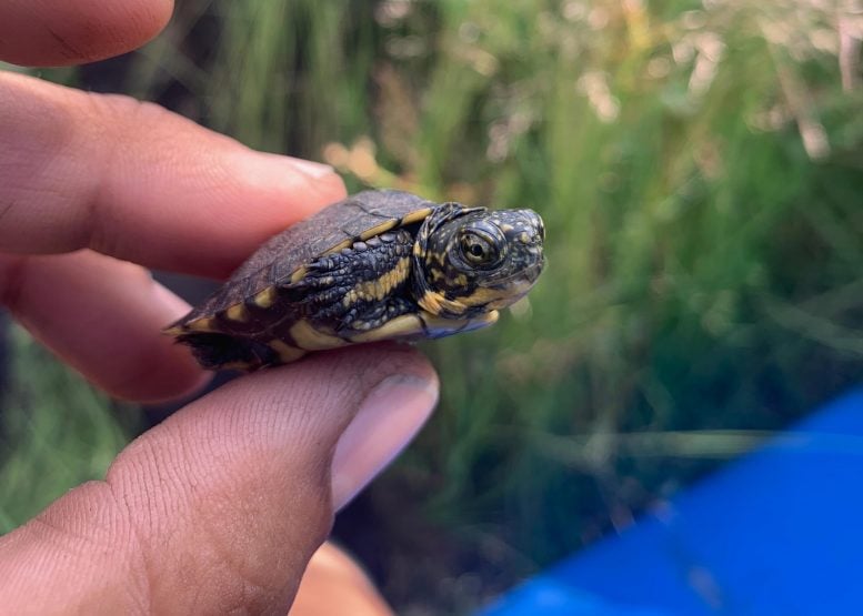 Northwestern Pond Turtle Hatchling