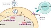 Novel Mechanism of SARS-CoV-2 Immune Escape