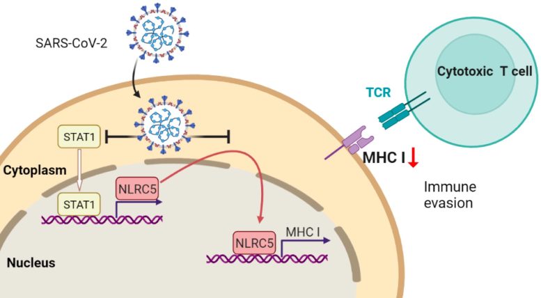 Nuevo mecanismo de escape inmunológico del SARS-CoV-2