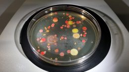 Novel Method for Culturing Bacteria