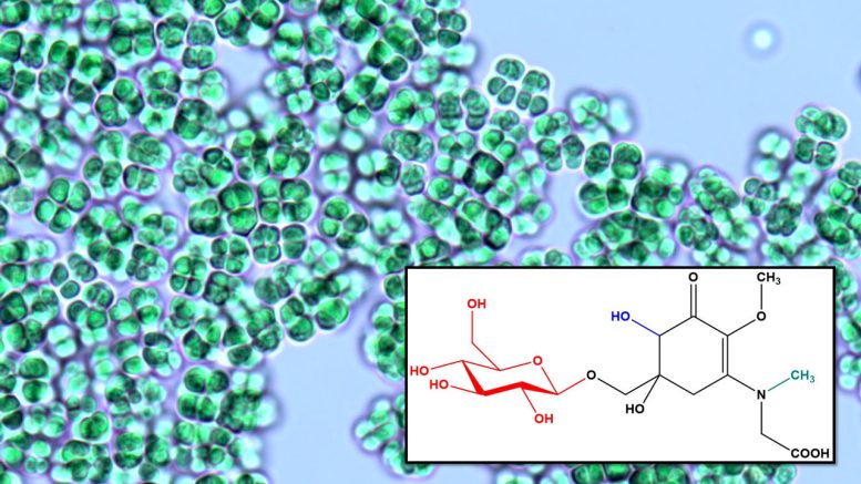Novel Natural Compound Synthesized by a Thermophilic Cyanobacterium