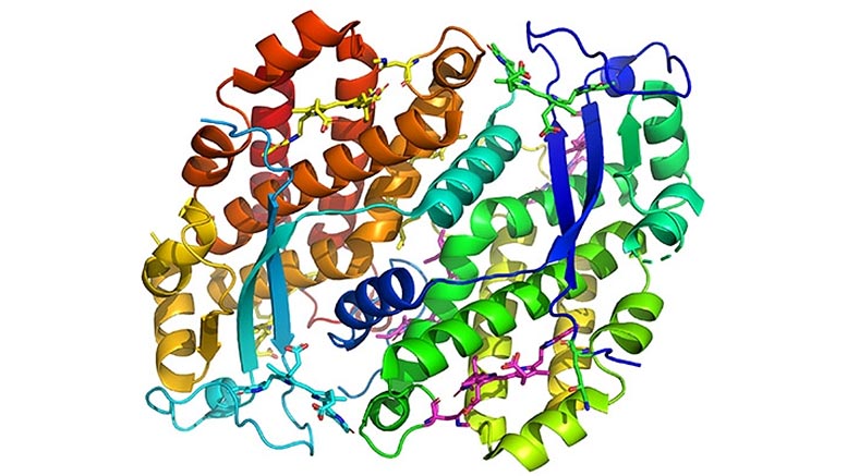 Novel Protein Structure in Cryptophyte's Antenna