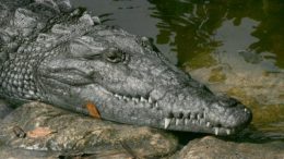 Nuclear Plant Helps Save Endangered Florida Crocodiles