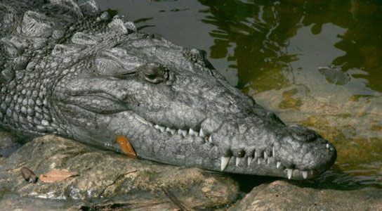 Nuclear Plant Helps Save Endangered Florida Crocodiles