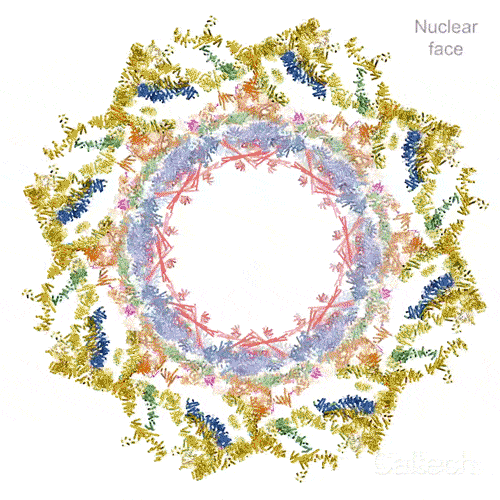 Nuclear Pore Complex Animation