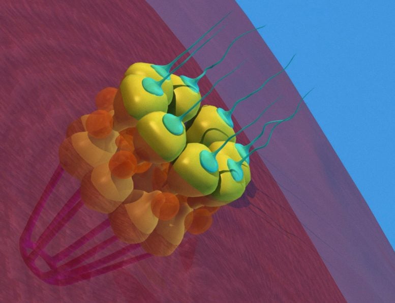 Nuclear Pore in a Eukaryotic Cell