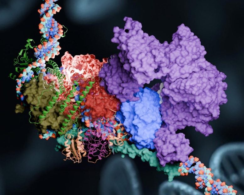Nucleotide Excision Repair Pathway
