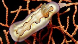 Nudibranch sea slugs
