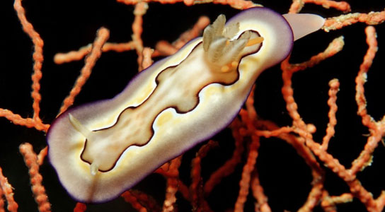 Nudibranch sea slugs