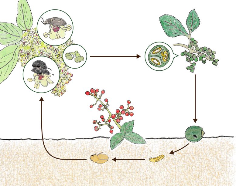 Nursery Pollination Mutualism