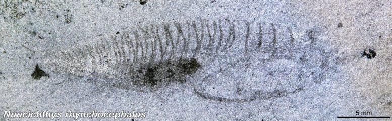Nuucichthys rhynchocephalus Fossil