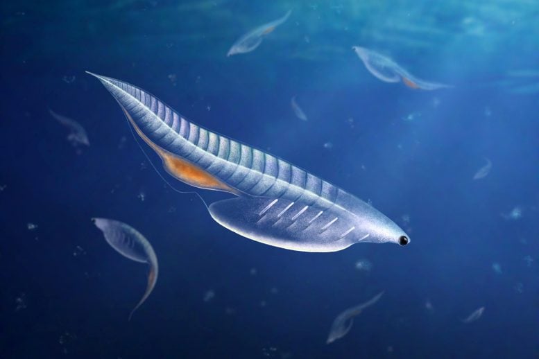 Ilustracja Nuucichthys rhynchocephalus