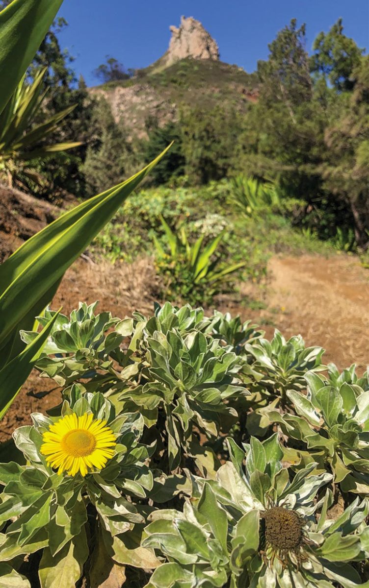 Nymphs of Eyprepocprifas insularis Were Found on the Leaves of Asteriscus smithii