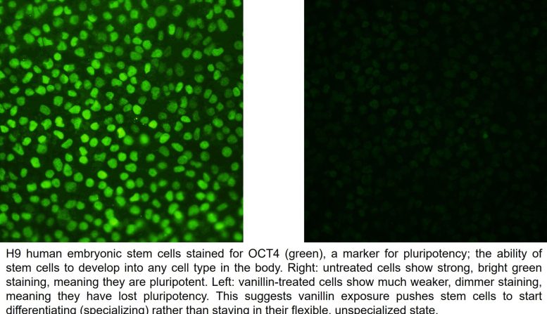 OCT4 Staining in Vanillin Treated Human Embryonic Stem Cells