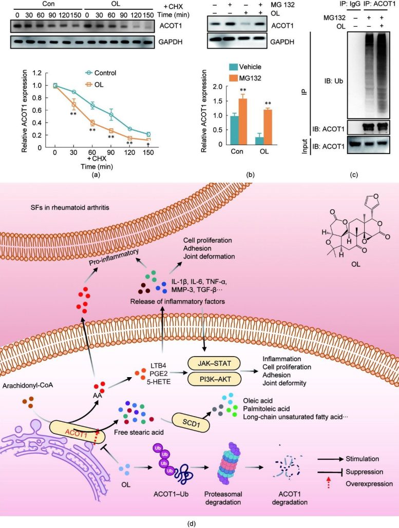 OL Promotes ACOT1 Degradation, Reduces Inflammation