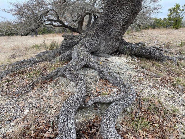 Oak Tree Rooting Into Bedrock