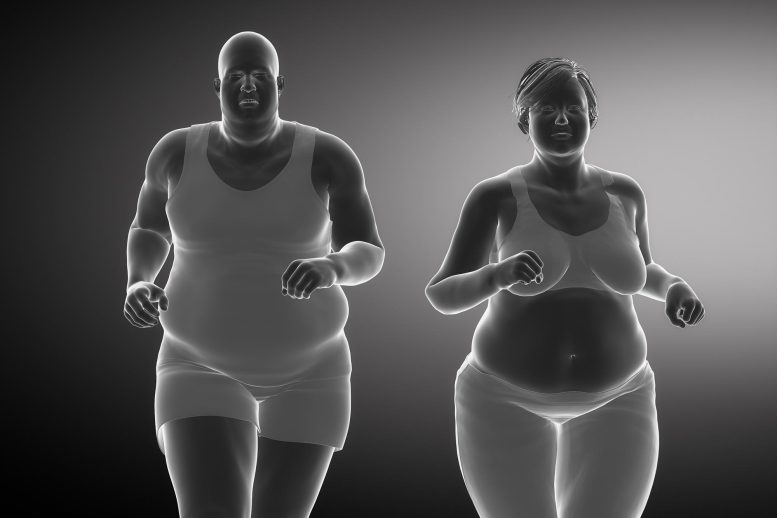 Obesity Body Fat Man Woman