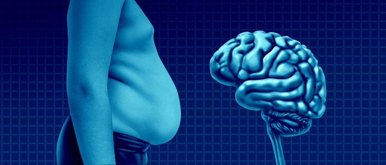 Obesity Fat Man Brain