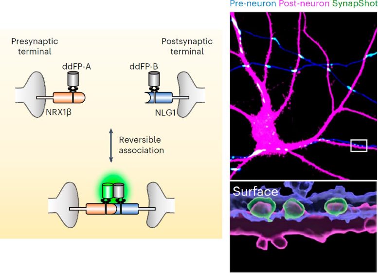 Observing Dynamically Changing Synapses