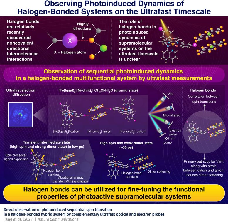 Observing Photoinduced Dynamics of Halogen-Bonded Systems on the Ultrafast Timescale