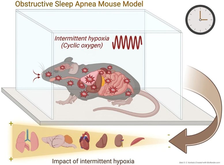 Obstructive Sleep Apnea Disrupts Gene Activity