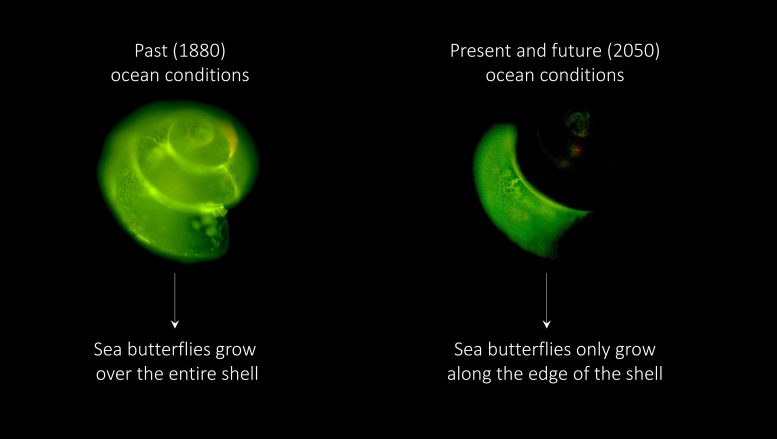 Ocean Acidification Shell Growth Sea Butterflies