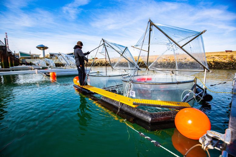 Ocean Alkalinity Enhancement Carbon Capture