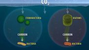 Ocean Carbon