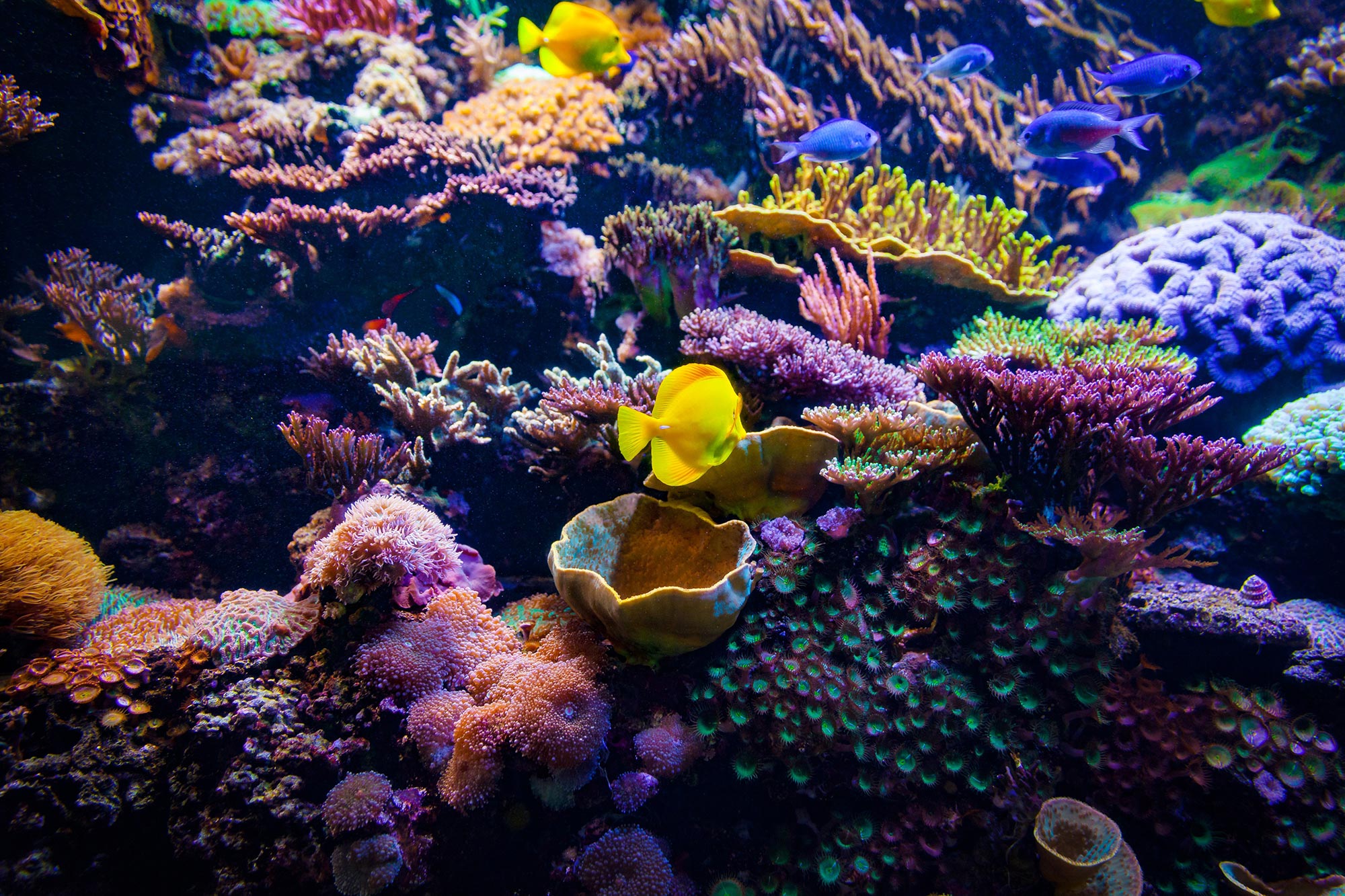 Super Corals’ Kryptonite: Unveiling the Risks of Selective Adaptation