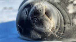 Ocean Mammals Endangered