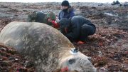 Ocean warming causes elephant seals to dive deeper