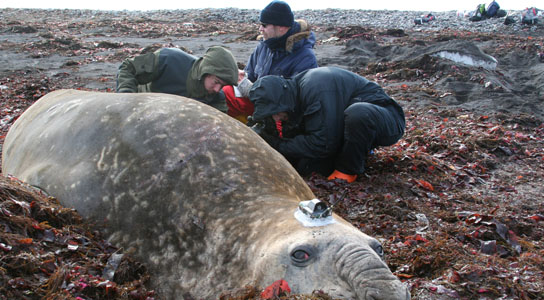 Ocean warming causes elephant seals to dive deeper 
