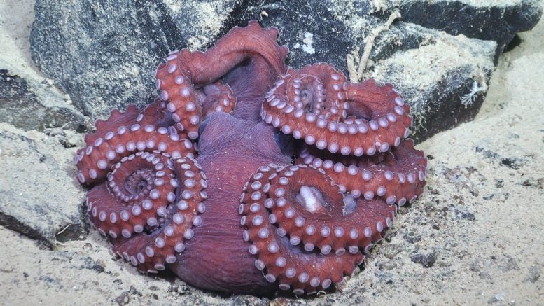 Octopus Rests on Seafloor
