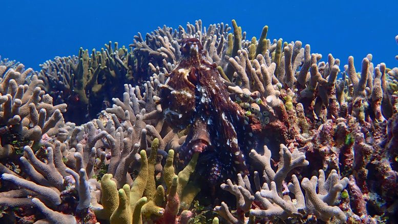 Octopus cyanea on Coral Reef
