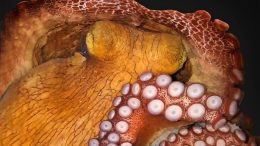 Octopus in Active Sleep