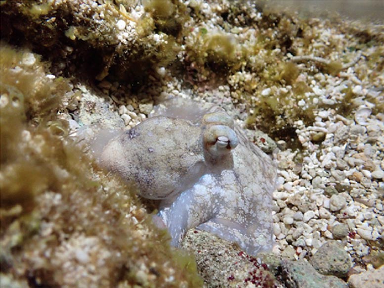 Octopus laqueus During Quiet Sleep