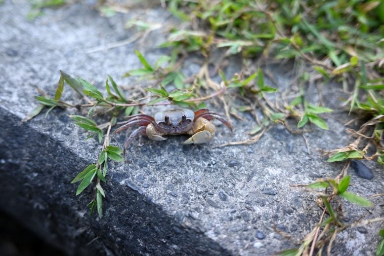 Ocypode sinensis