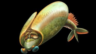 What a Bizarre Taco-Shaped Sea Creature Can Teach Us About Evolution