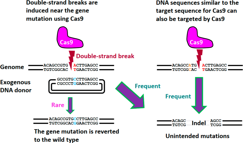 Off-Target Mutations Resulting From Conventional Genome Editing Methods