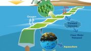 Offshore Membrane Enclosures for Growing Algae