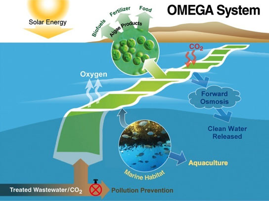 Offshore Membrane Enclosures for Growing Algae