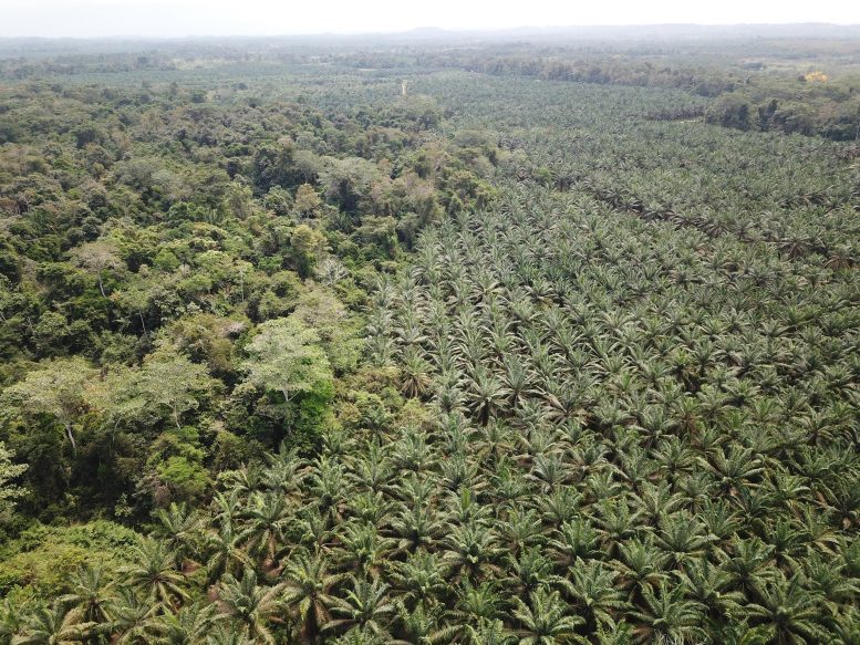 Oil Palm Trees