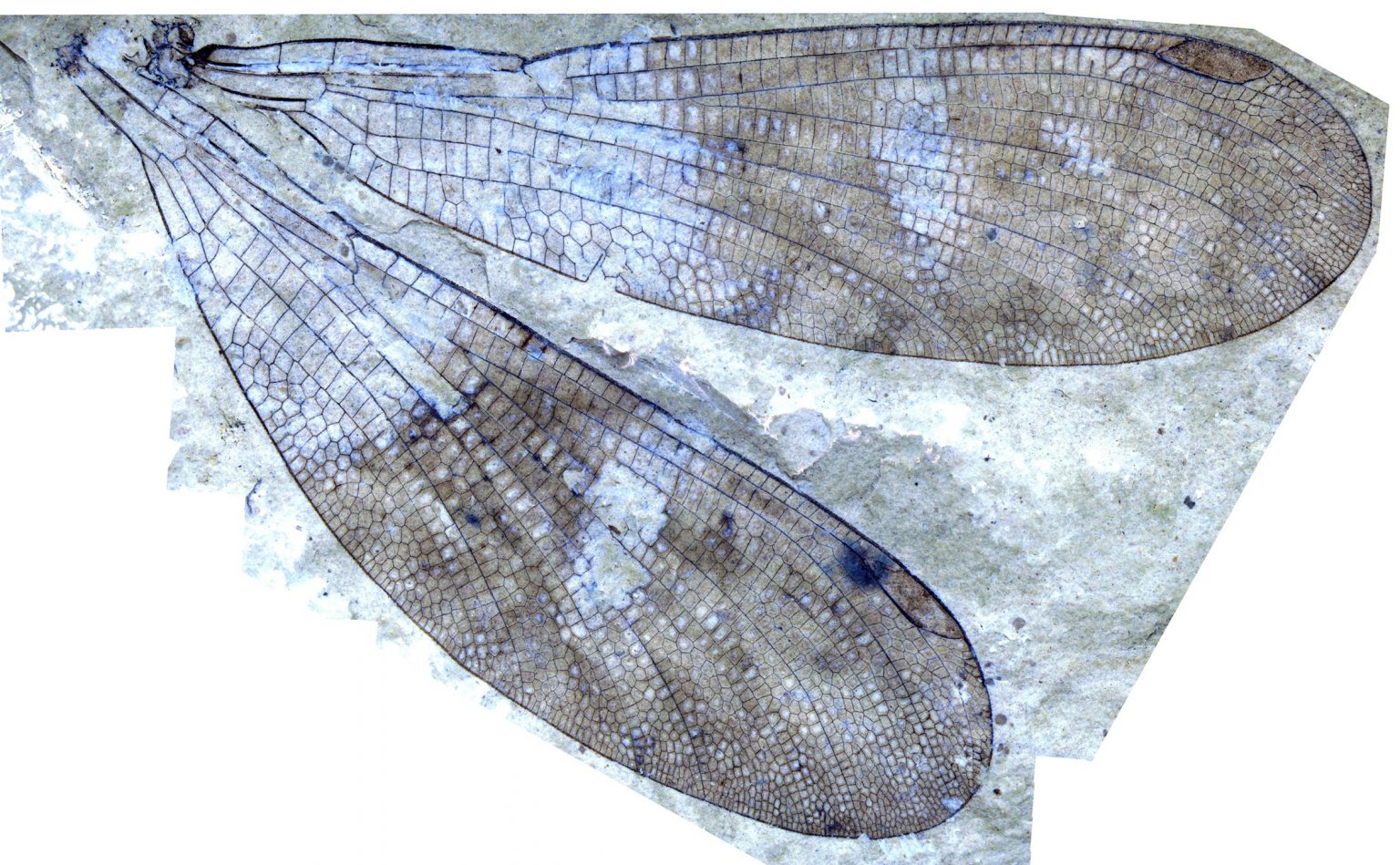Thread Like Insect Paleontologists Solve 150-Year-Old Mystery – And Discover New Insect Group