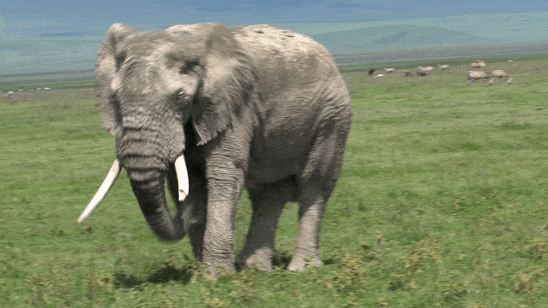 Old African Elephant